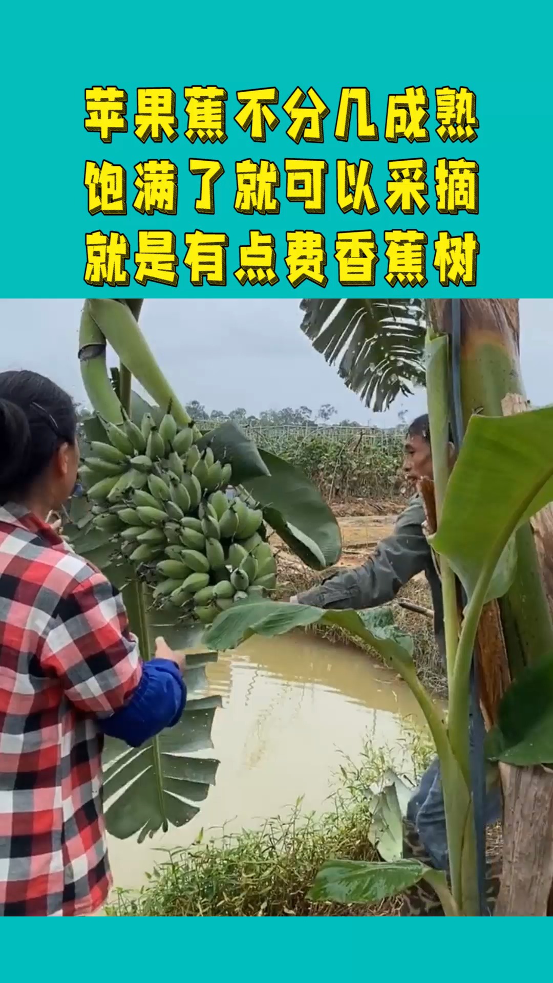 苹果蕉不分几成熟,饱满了就可以采摘,就是有点费香蕉树!