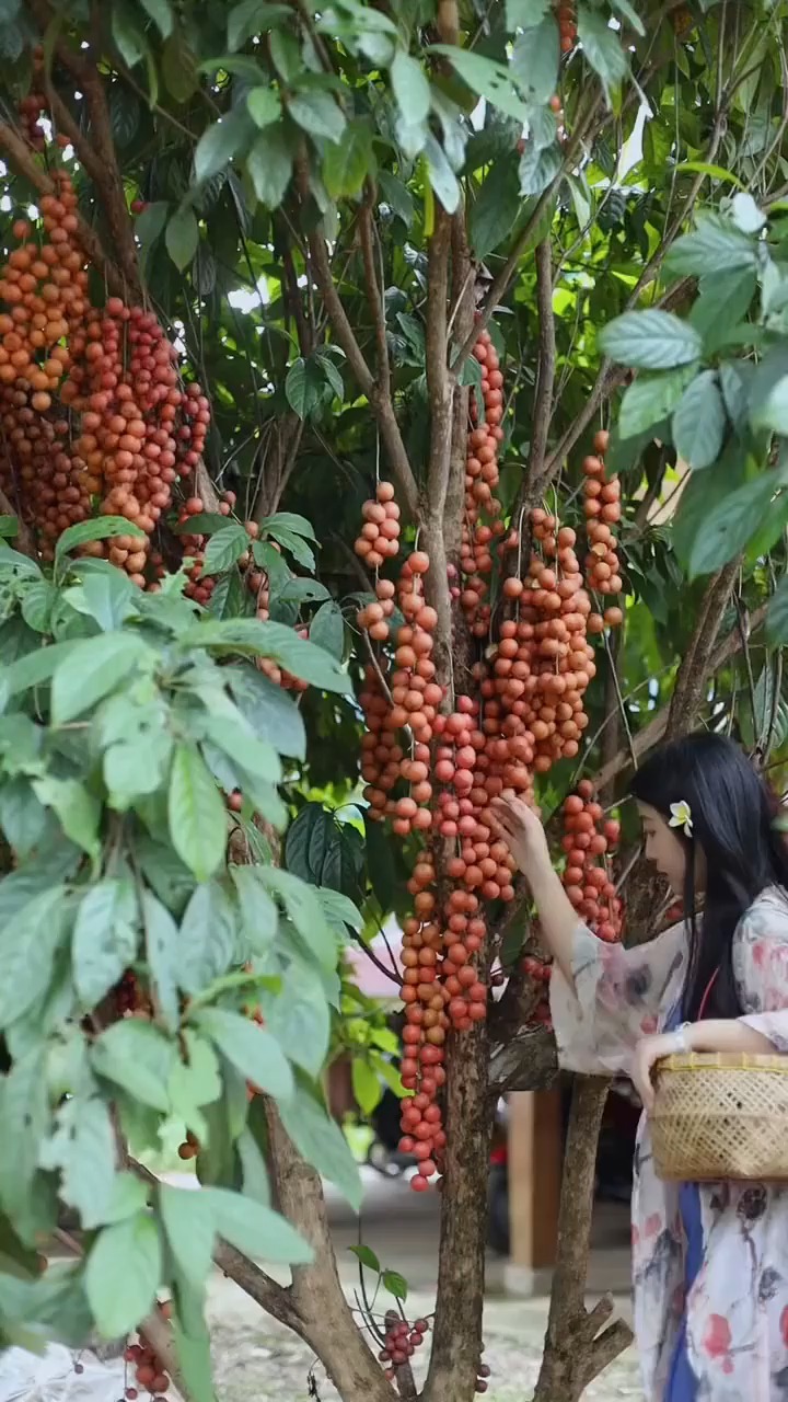 三丫果是因为里面有三丫所以叫三丫果.-度小视