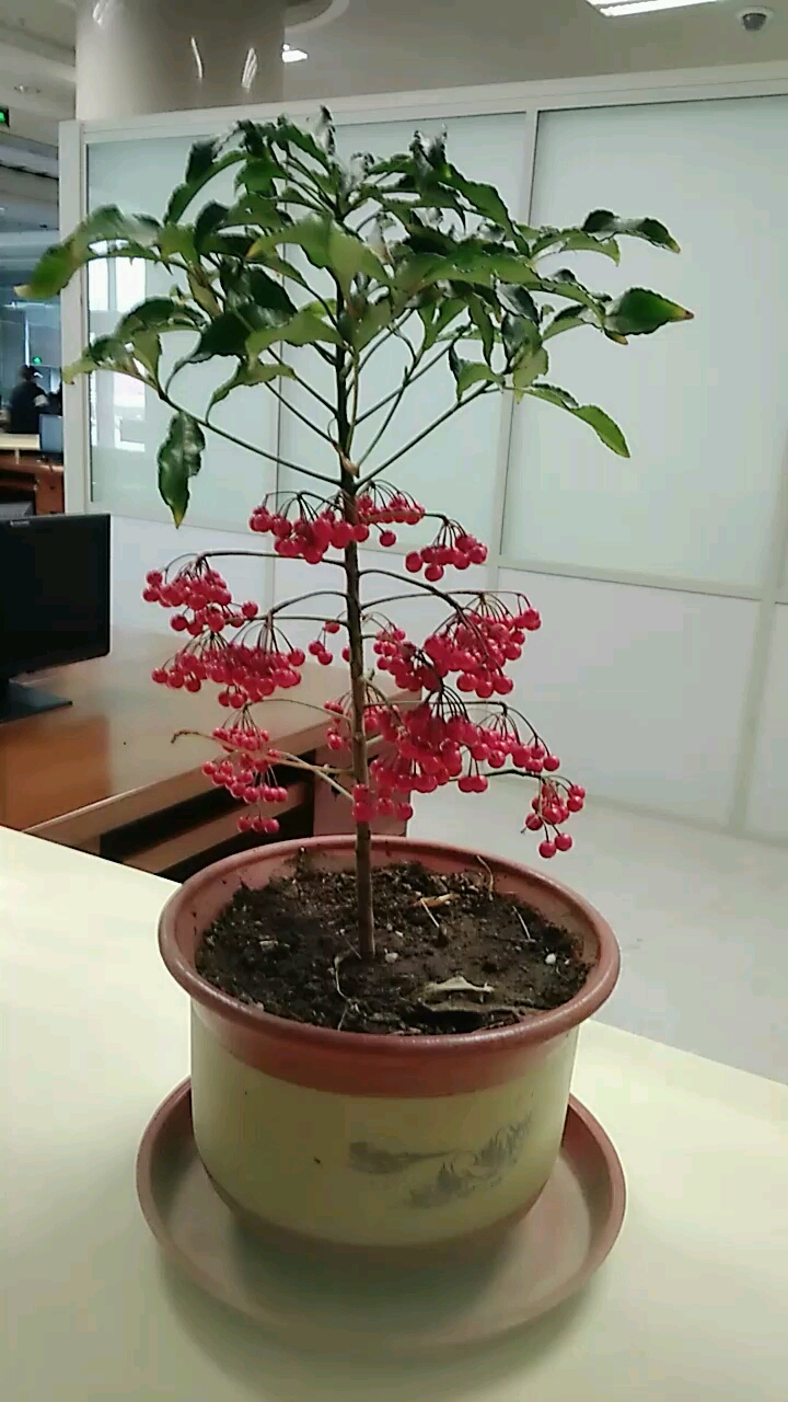 谁见过金玉满堂花