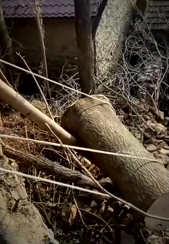 农村杀树你们见过吗全村老少爷们齐上阵