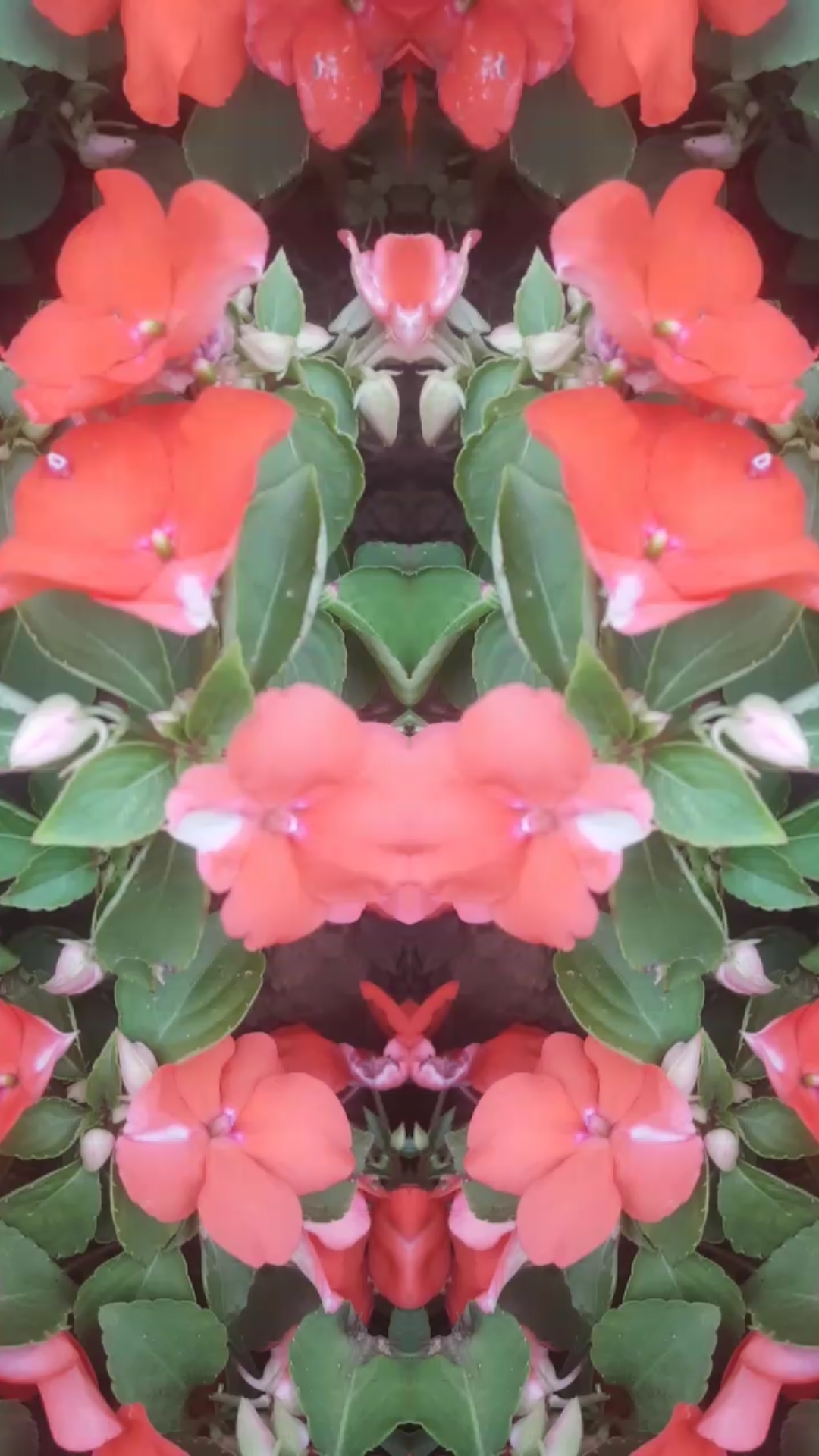 泼花成画#哈哈哈,我下班路的,拍的花花美景.优美吗?共享.