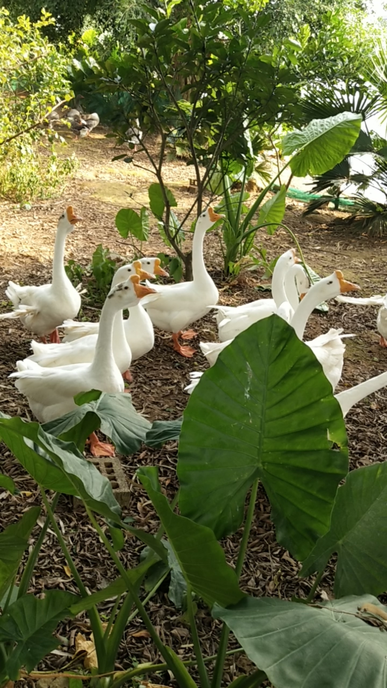 动物园里放养的鹅