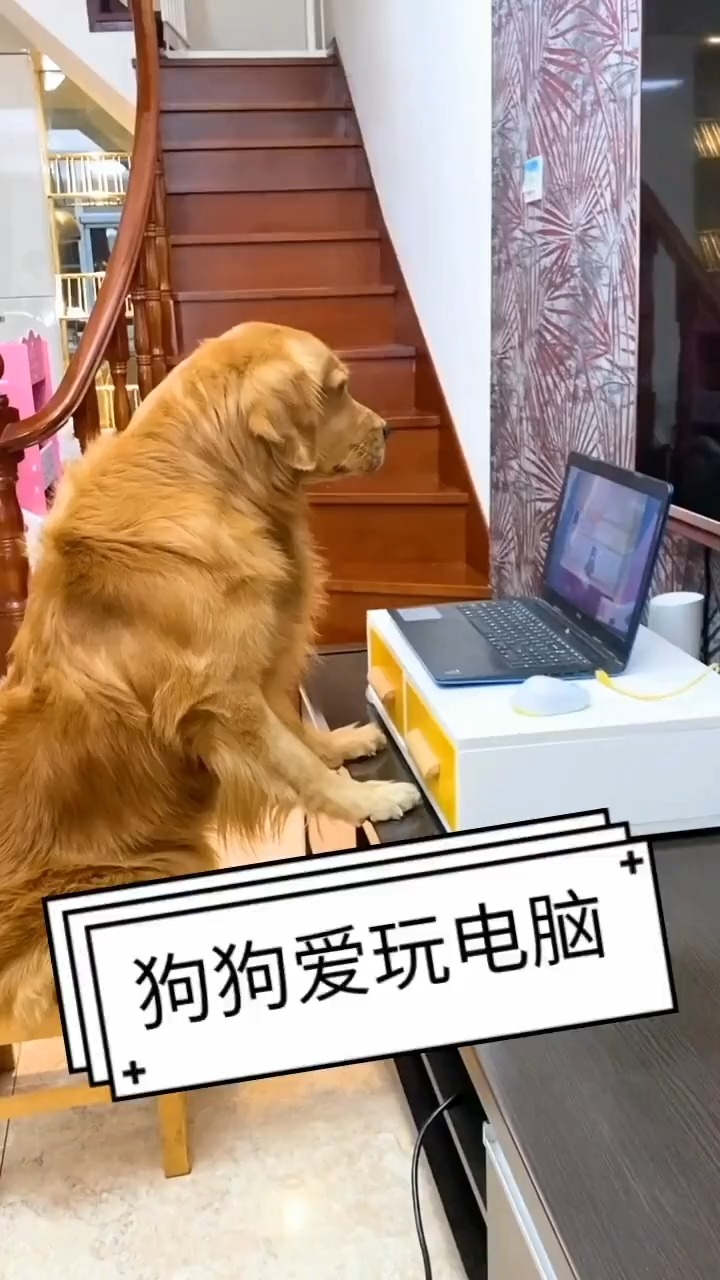 我家萌宠成精了#狗狗会玩电脑-度小视