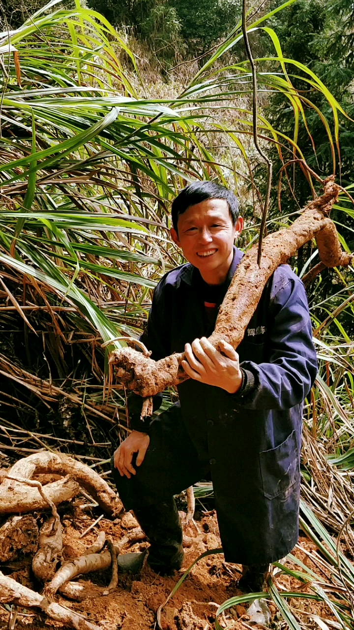 綠色江西生態宜春,明月山中,野生葛根,南方人參!大到你扛都扛不動?