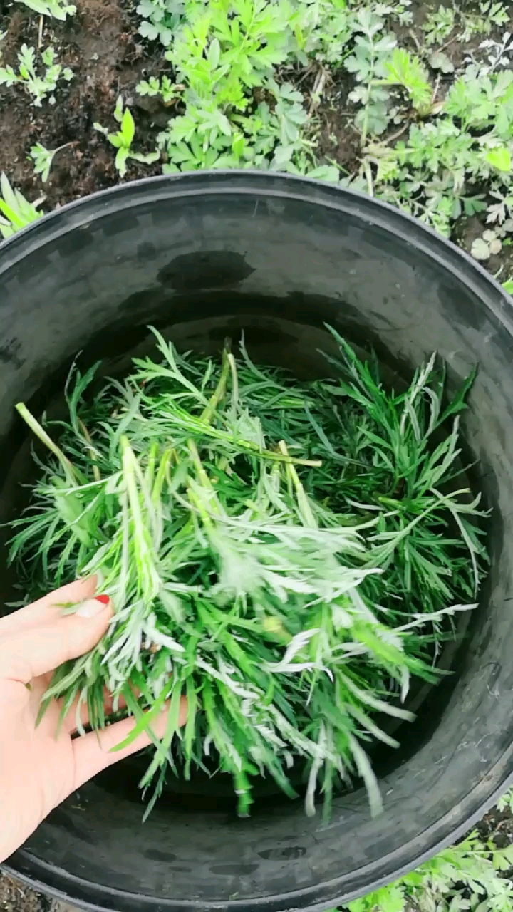 莫力达瓦达斡尔族人爱吃的柳蒿芽!