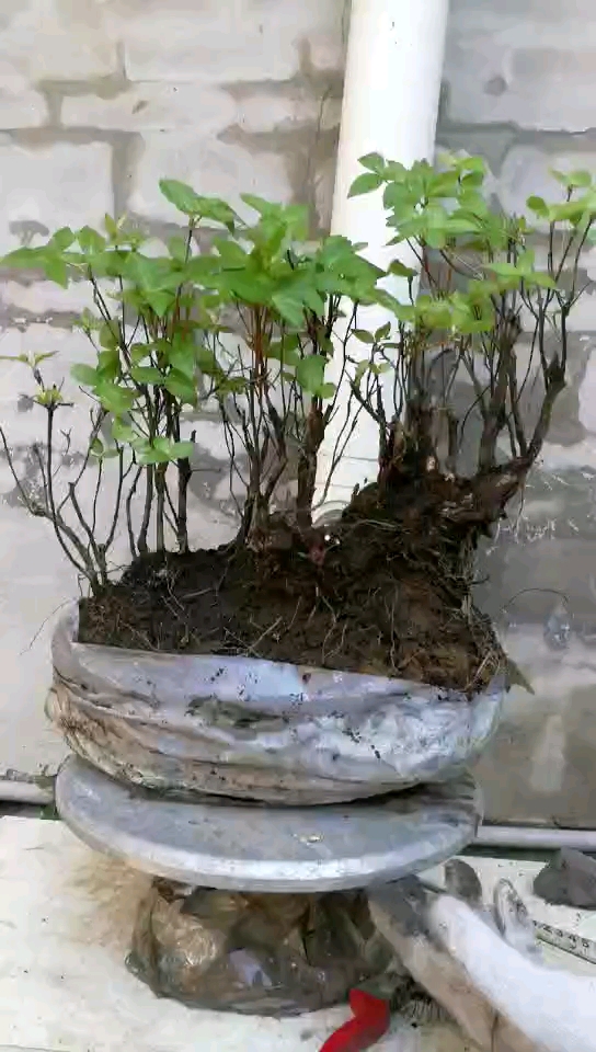 映山白老桩