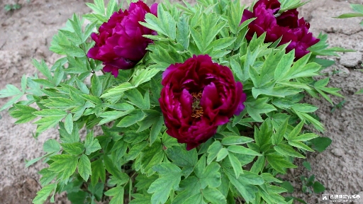 精品牡丹墨润绝伦