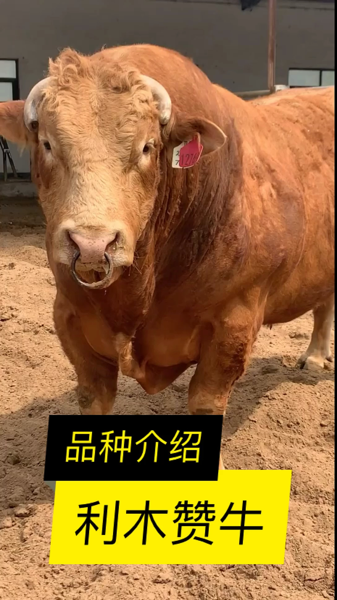 利木赞牛#纯种利木赞牛养殖技术