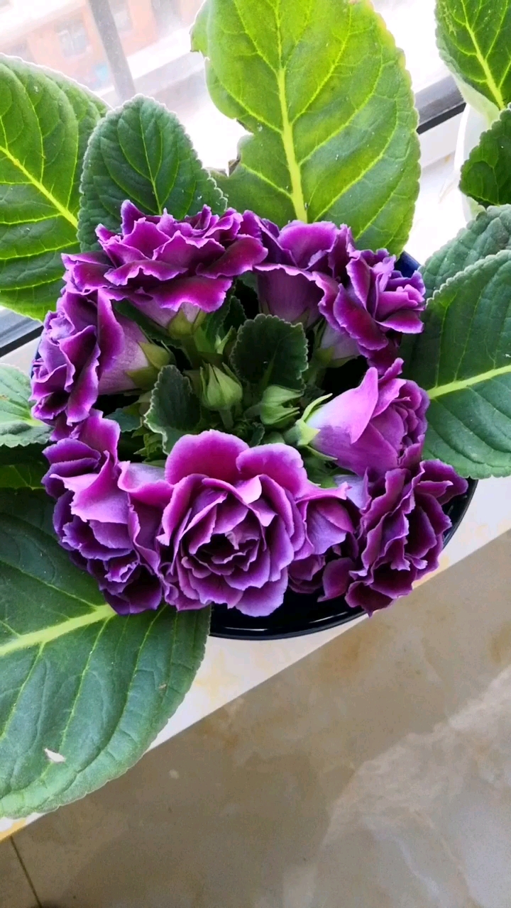 妈妈养的紫色芙蓉