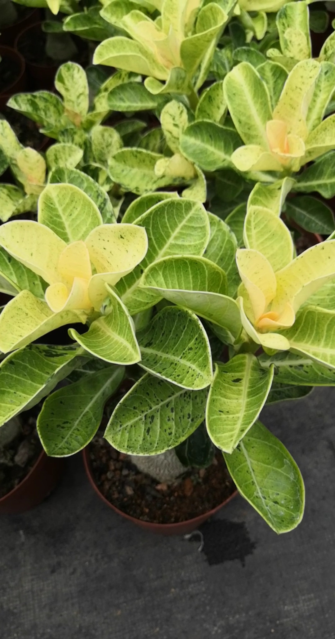 沙漠玫瑰→锦叶,叶子有特色哦(-ω-`)#沙漠玫瑰#多肉#绿植