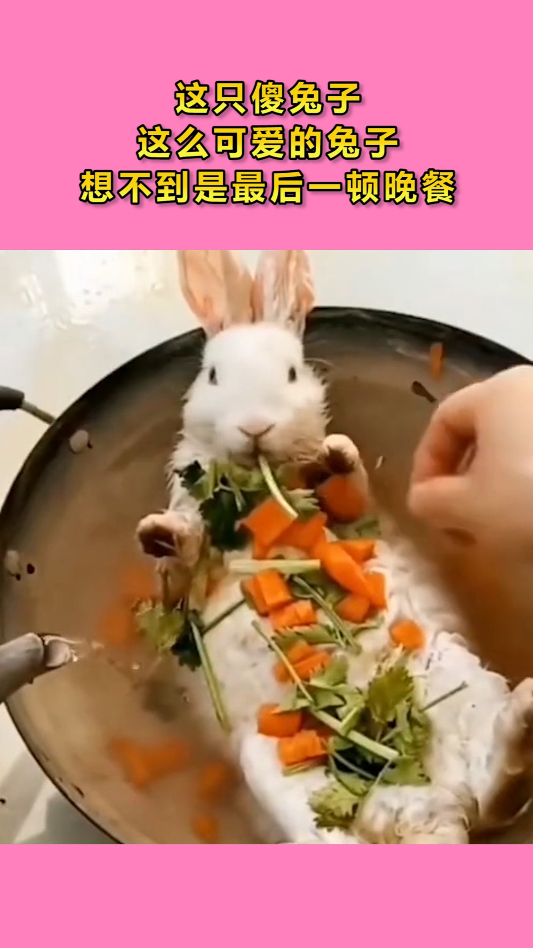 这只傻兔子这么可爱的兔子想不到是最后一顿晚餐