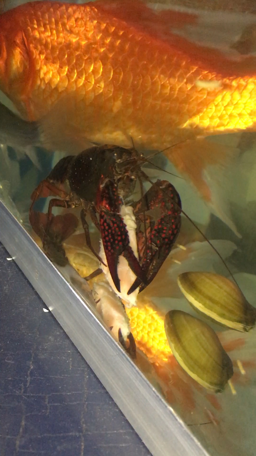 鱼缸里养的野生小龙虾吃食物你们见过吗?点个赞吧老铁