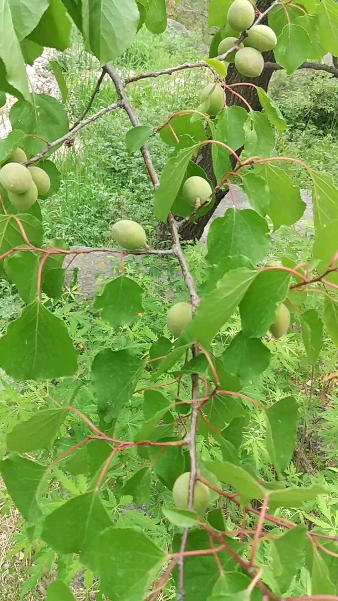 保定易县山上野杏真多