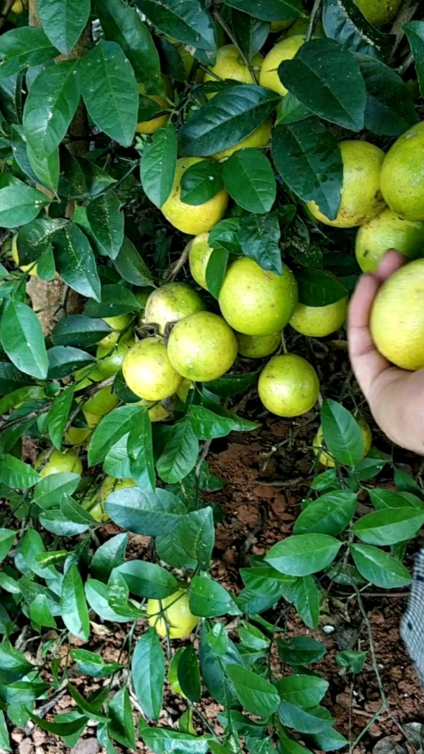 这柠檬刺真多手被扎的快成猪蹄了