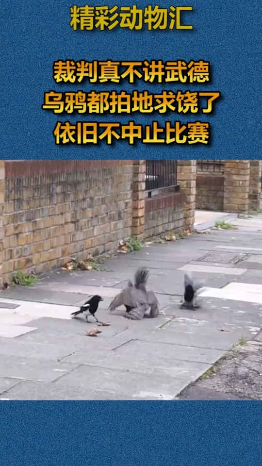 我要上热门#裁判真不讲武德,乌鸦都拍地求饶了,依旧不中止比赛