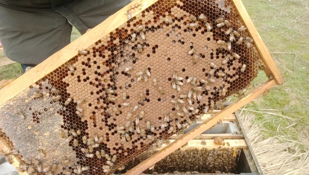 春繁三十五天!这样的子脾怎么样?