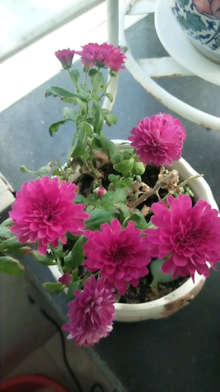 月月菊好看,3-26