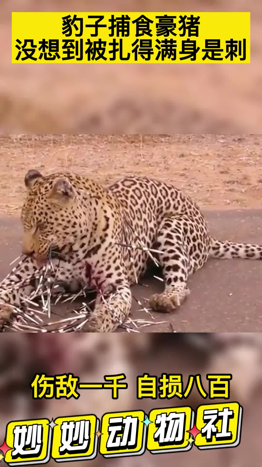 豹子捕食豪猪,没想到被扎得满身是刺,弱肉强食的世界到底该心疼谁