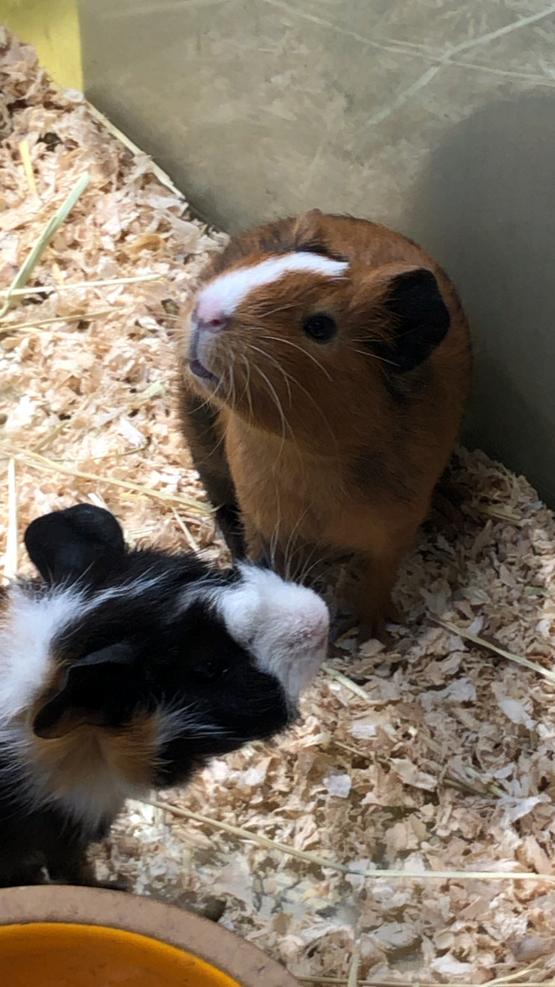 豚鼠叫声了解一下