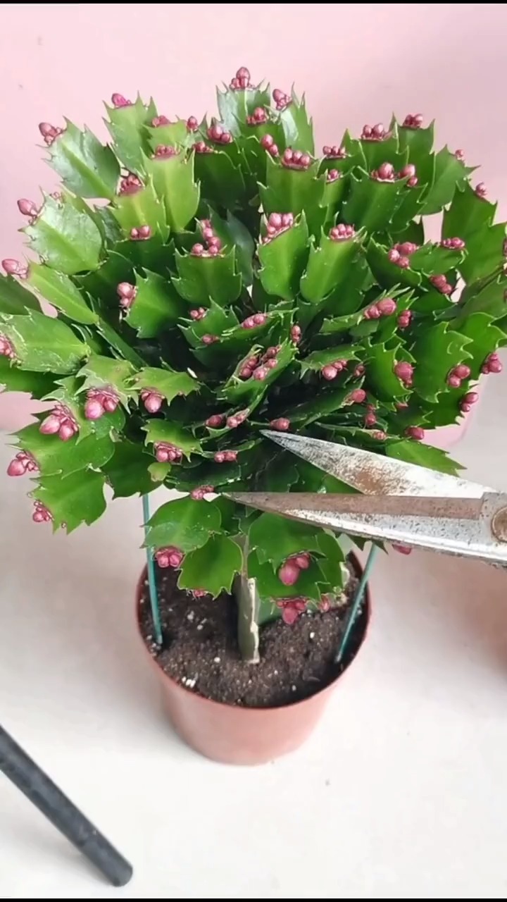 分享养花经验#蟹爪兰修剪 施肥.