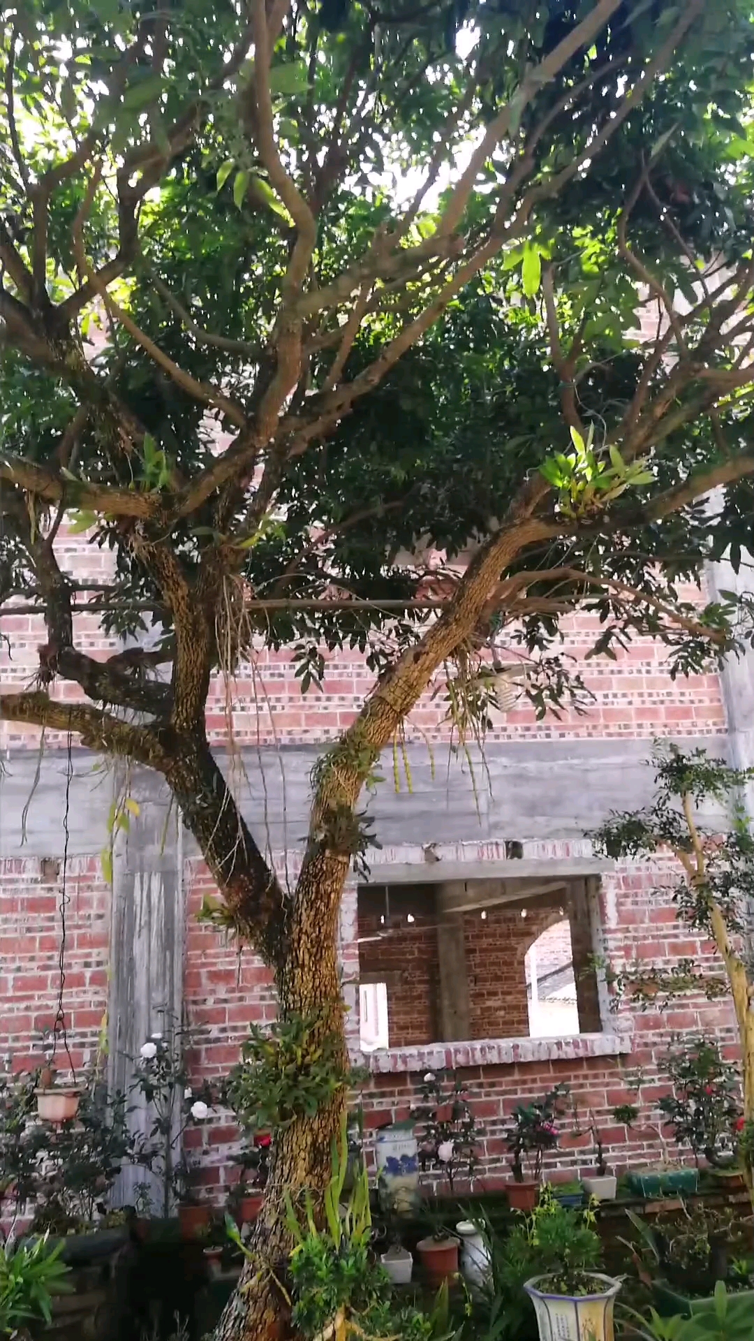 龙眼树嫁接兰花