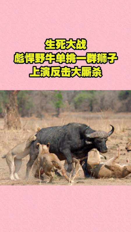 神奇动物在这里#生死大战,彪悍野牛单挑一群狮子,上演反击大厮杀!