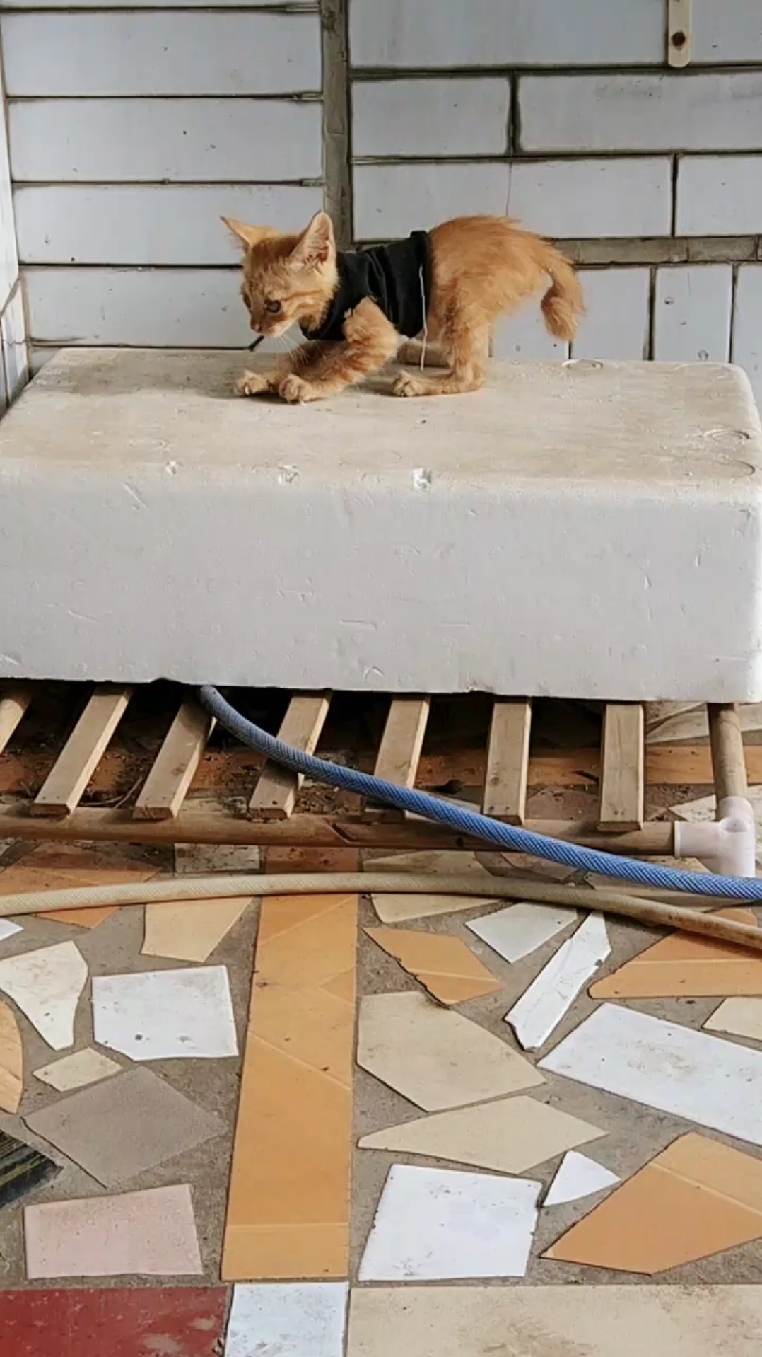 夏天就要这么过#猫爪功是这样练出来的