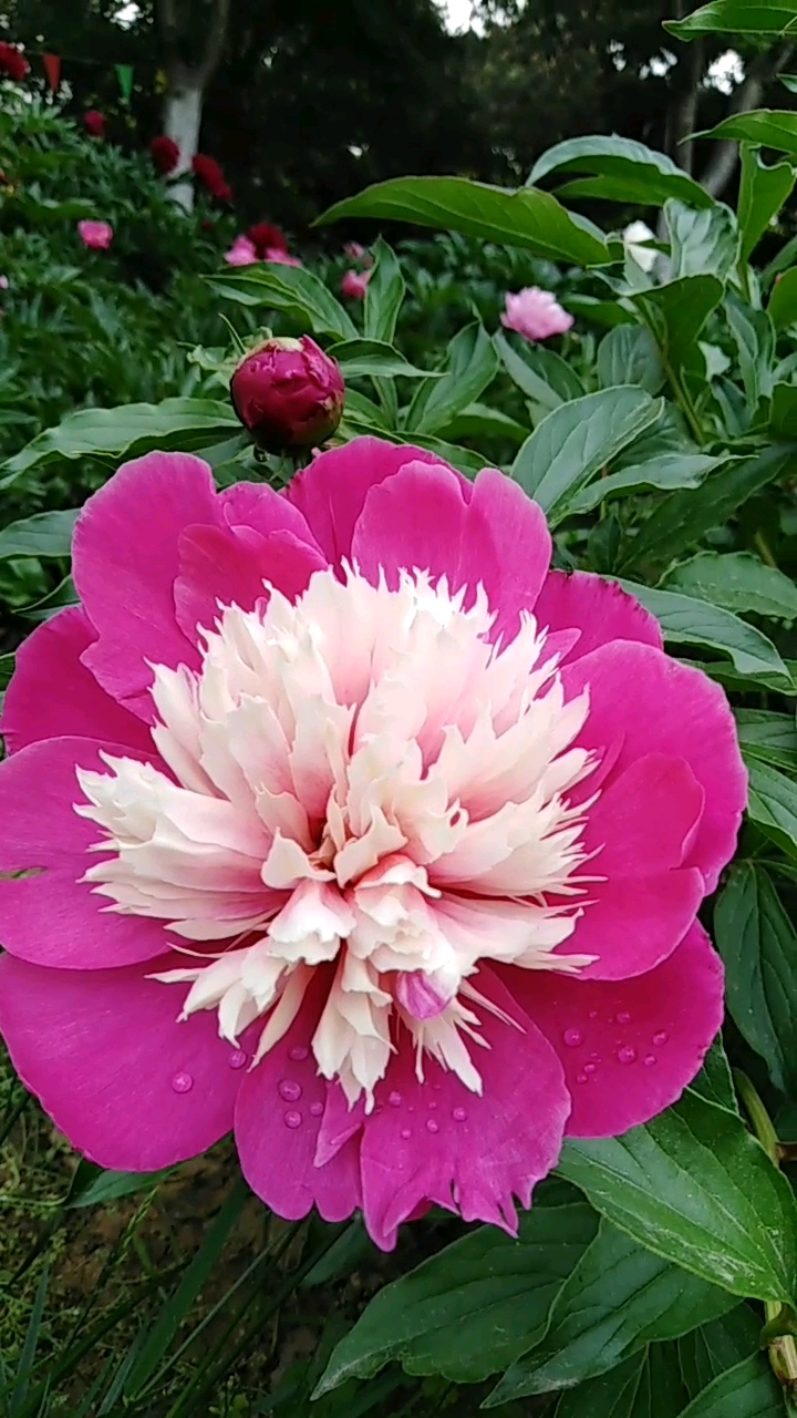 芍药花中相,五月它最棒.