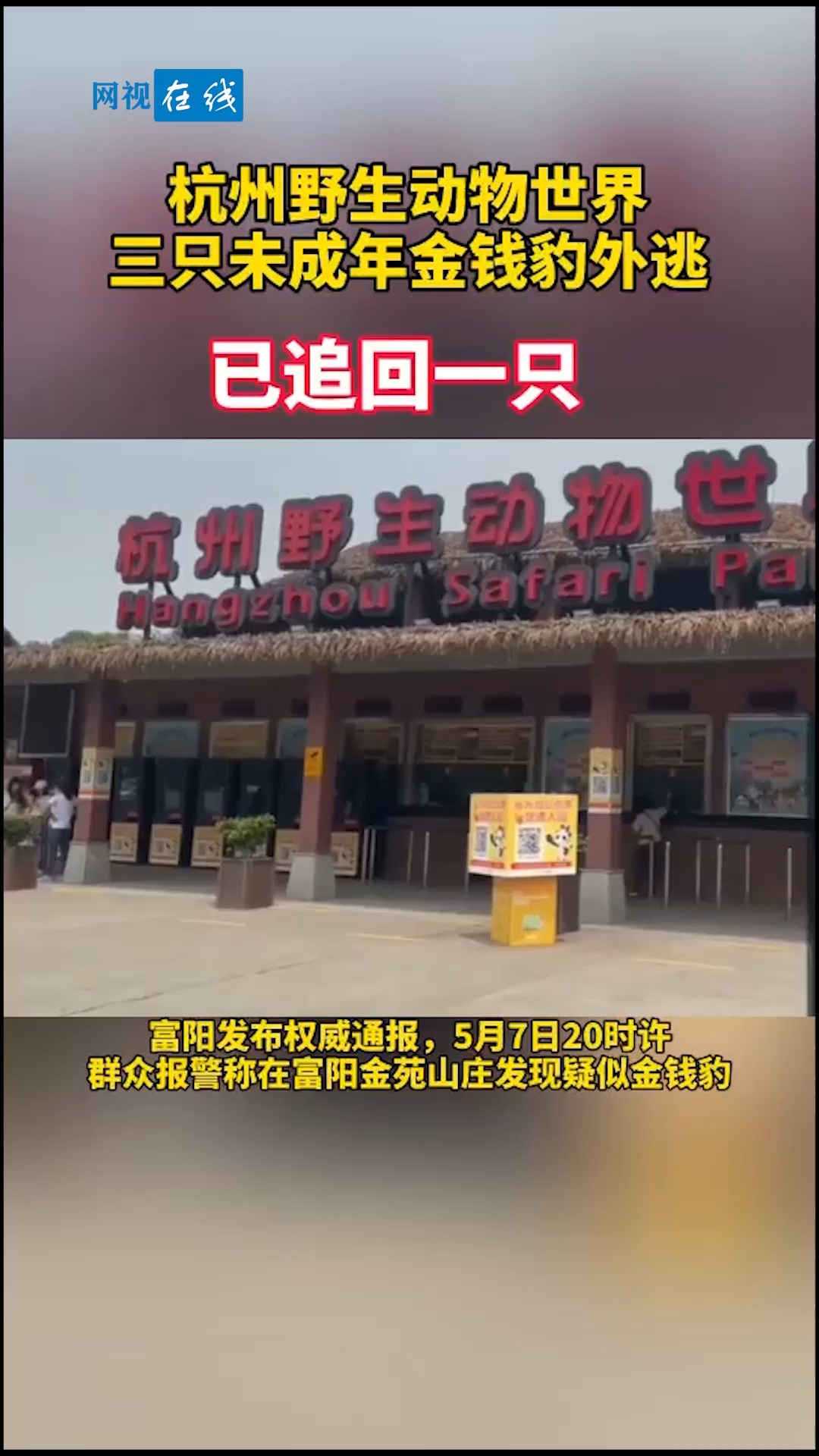 全民正能量#杭州野生动物园三只未成年金钱豹外逃已经追回一只