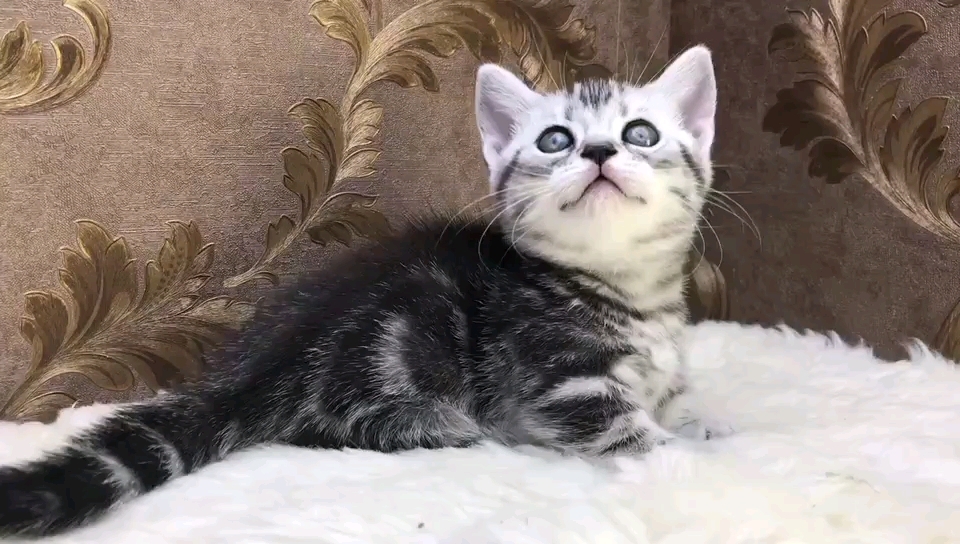 【小矮脚银虎斑】美短银虎斑矮脚mm