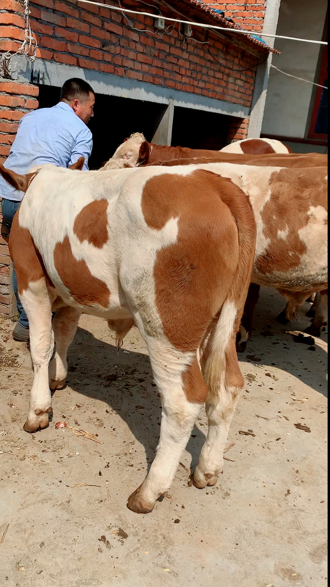 莱州肉牛老葛下乡挑选小公牛