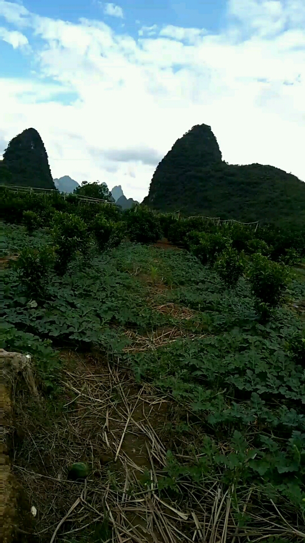 广西桂林阳朔葡萄一个山美水美的水果之乡!