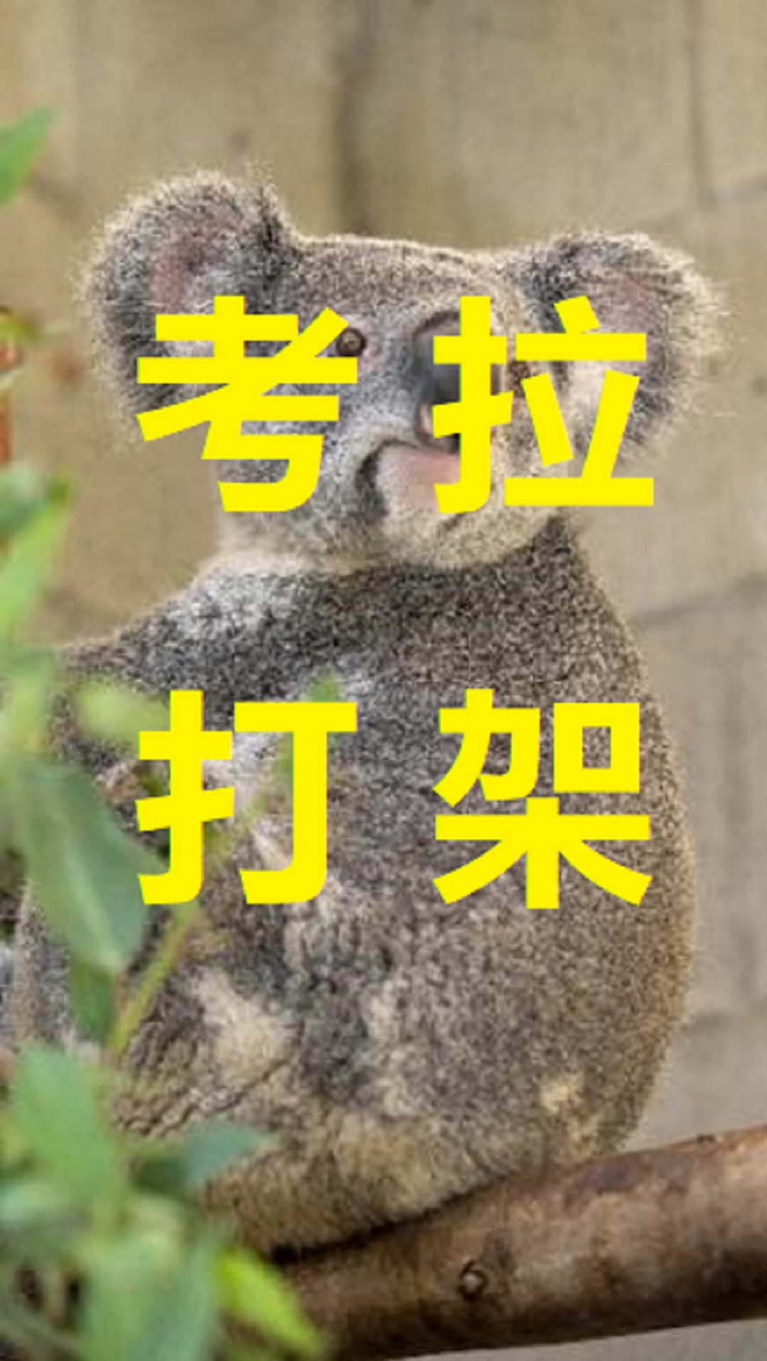 萤火有奖打卡两只考拉打架被揍的一方哭的跟孩子一样太萌了打输哭到