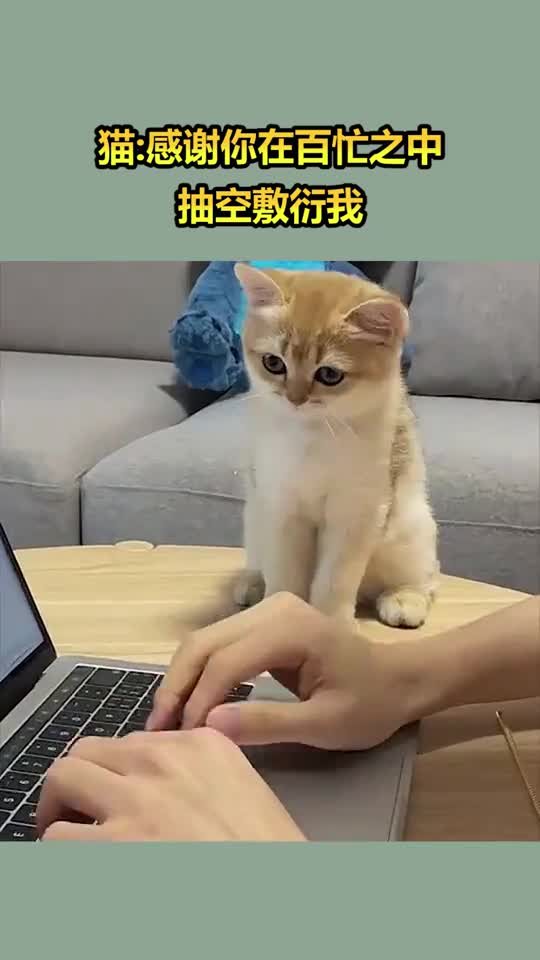 猫感谢你在百忙之中抽空敷衍我