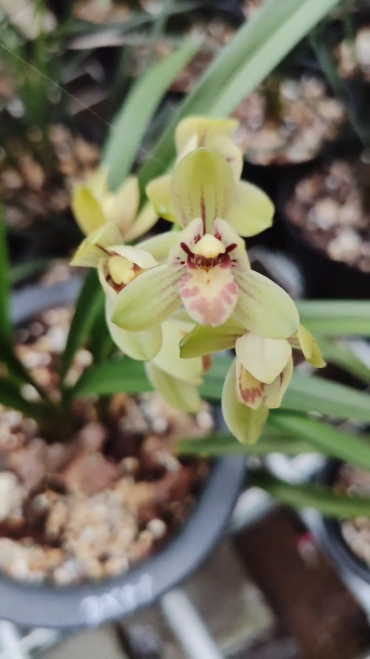 建兰丹霞荷盛开中,喜欢的兰友双击加关注