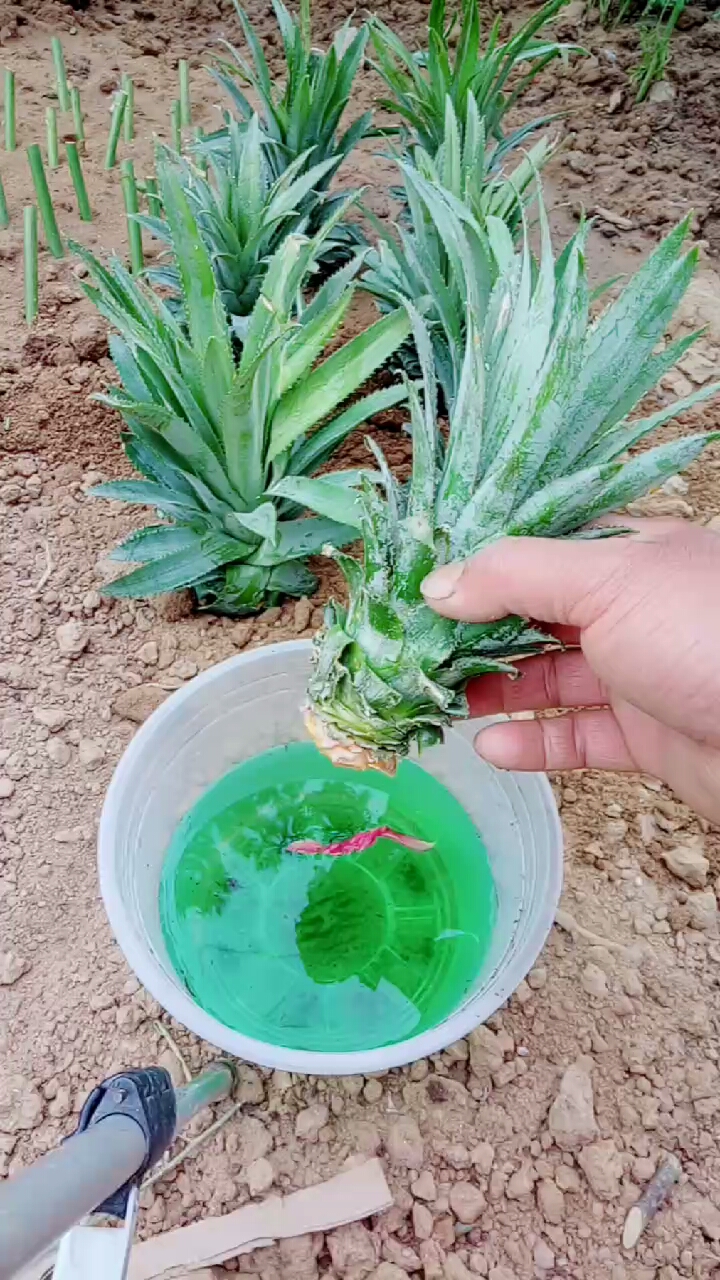 菠萝繁殖技巧