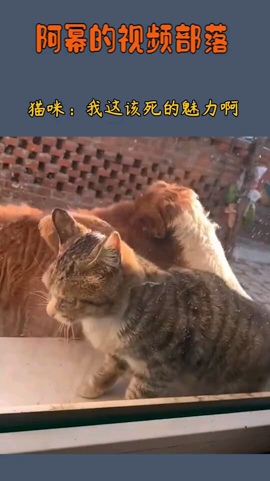 猫咪我这该死的魅力啊颜值高的人身边会有很多舔狗吧