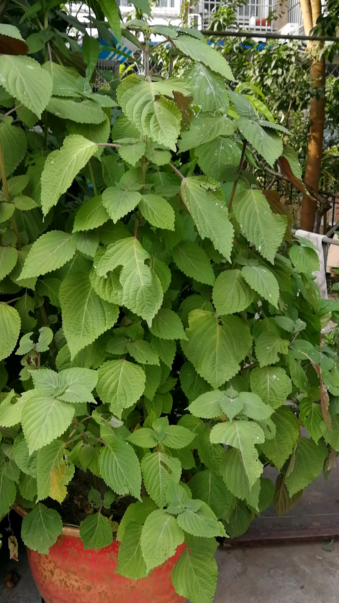 长成了树一样的紫苏,它的叶子可以做凉拌菜呢96-度小视