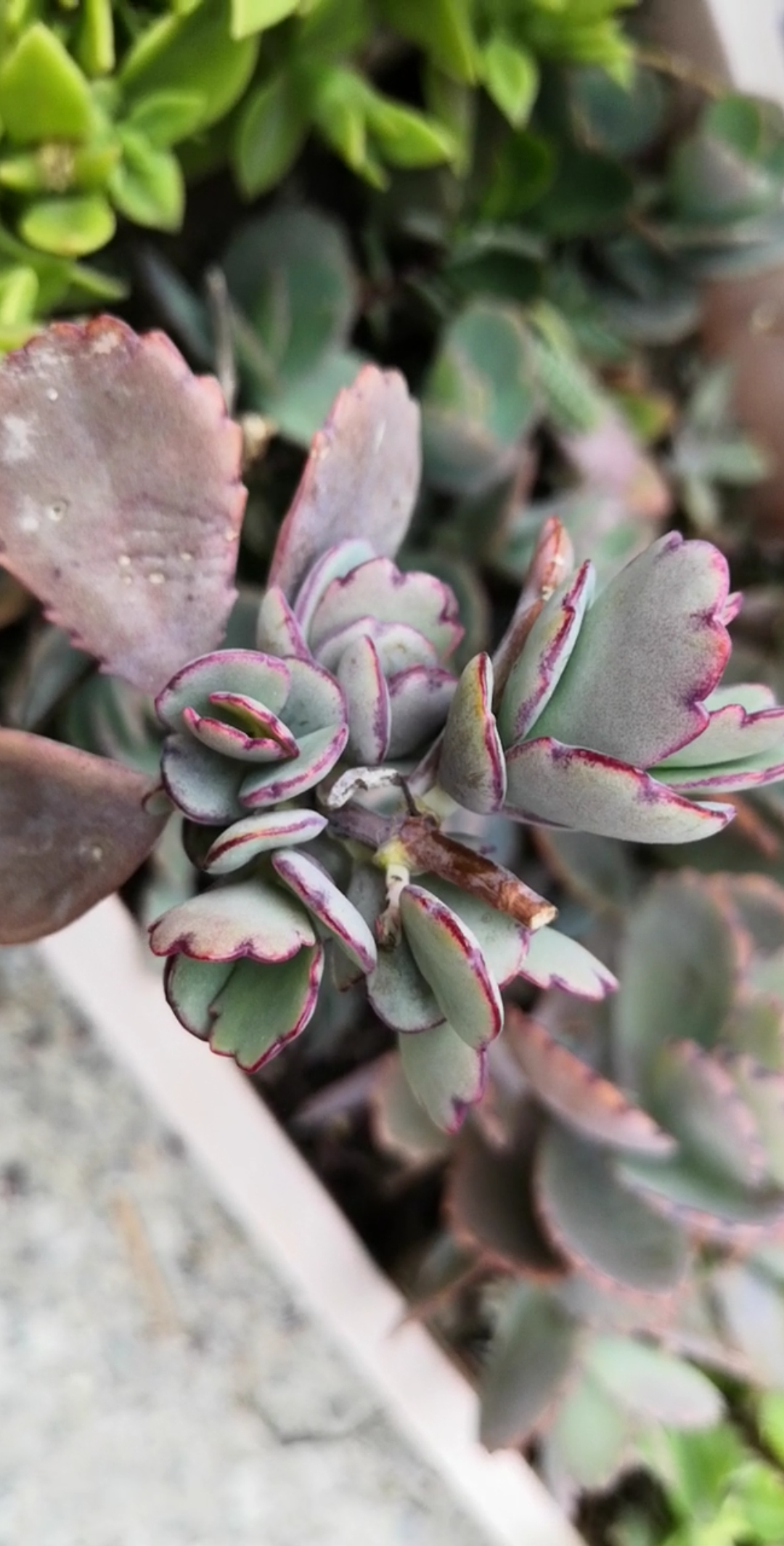 你喜欢的样子我都有#蝴蝶之舞小老桩特别可爱