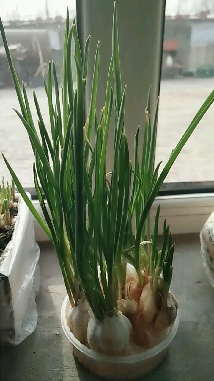 无土栽培蒜苗