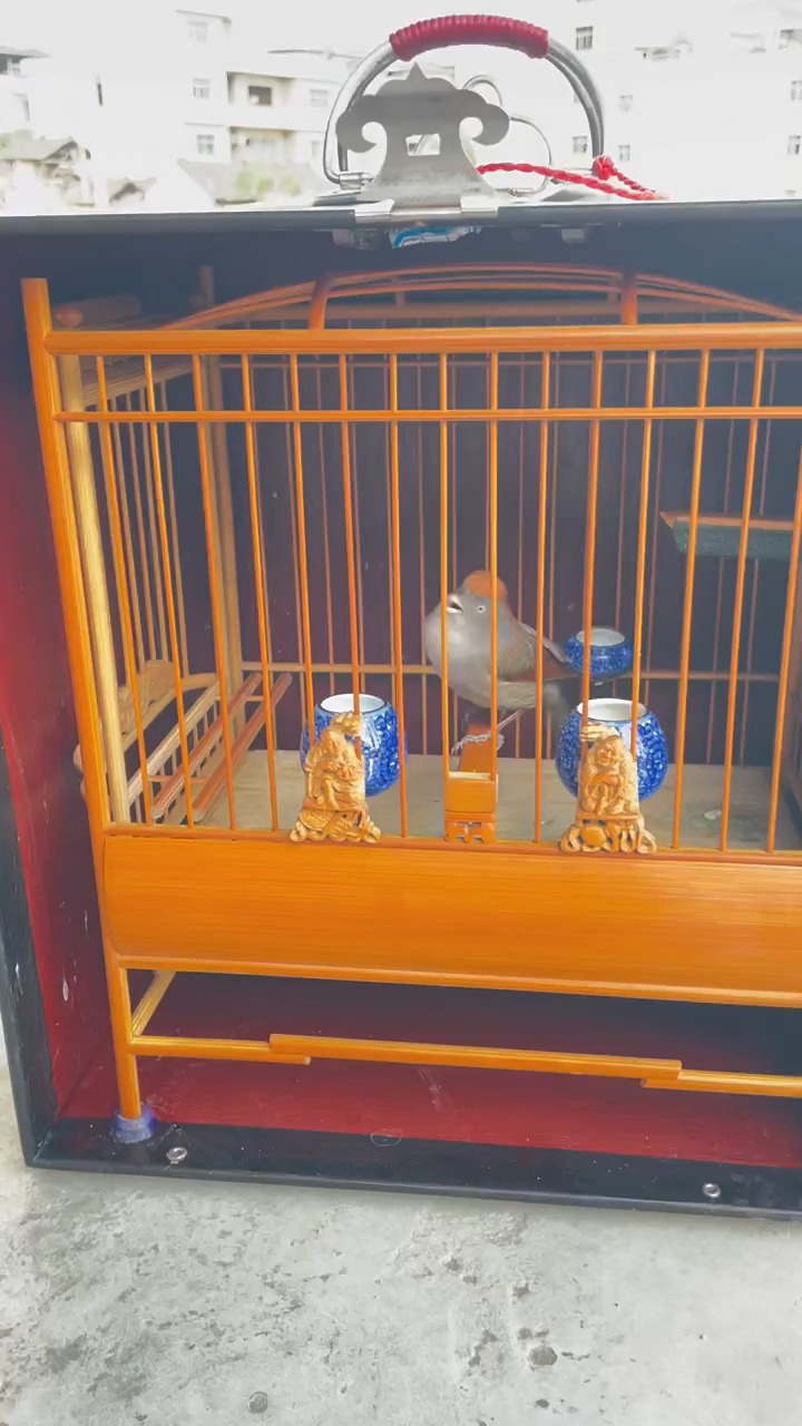 黄腾鸟黄豆鸟养生鸟的巨大变化志强鸟食黄腾江湖养黄腾爱黄腾就来黄腾