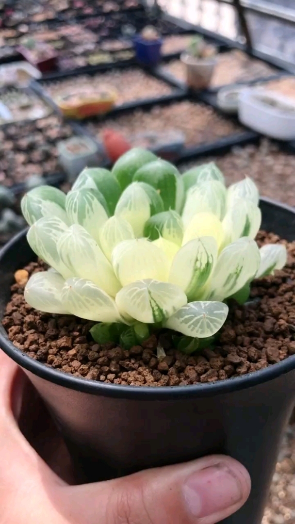 苏州玉露锦,美!