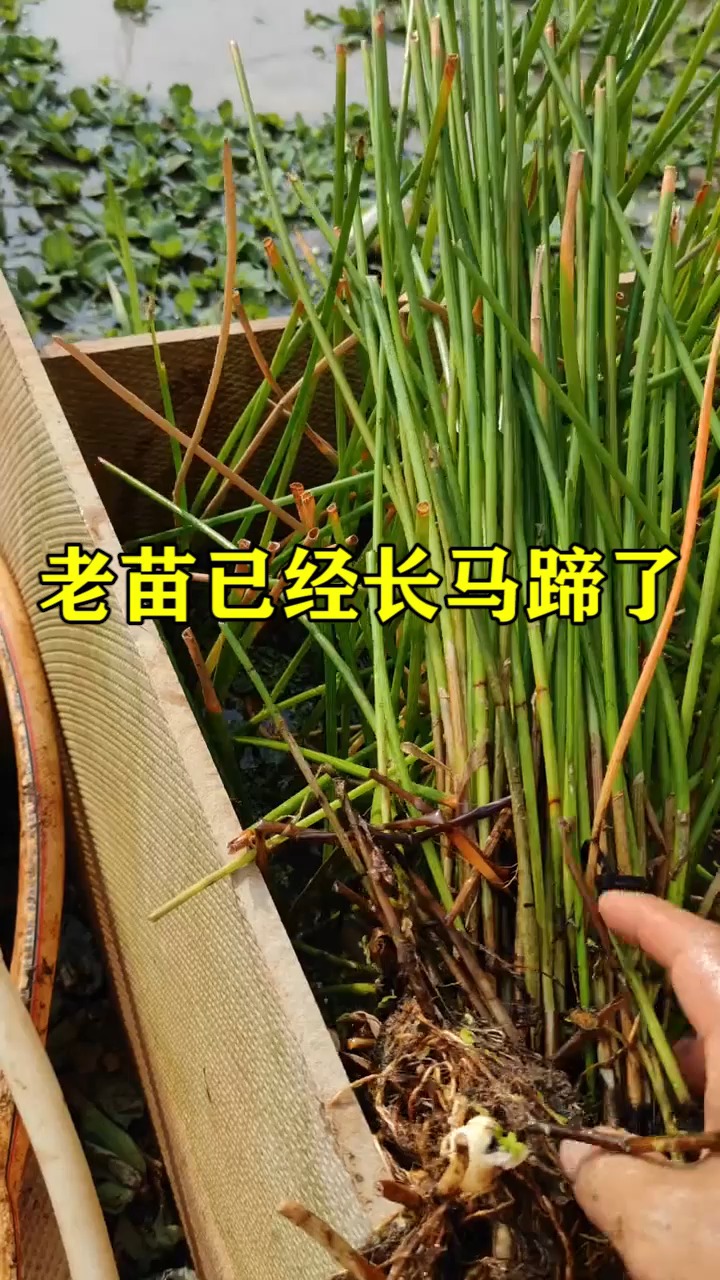 我要上热门老苗已经长马蹄了