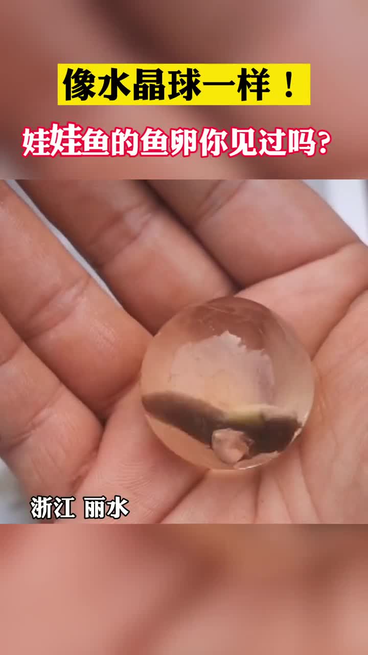 人工孵化的娃娃鱼鱼卵你一定没见过