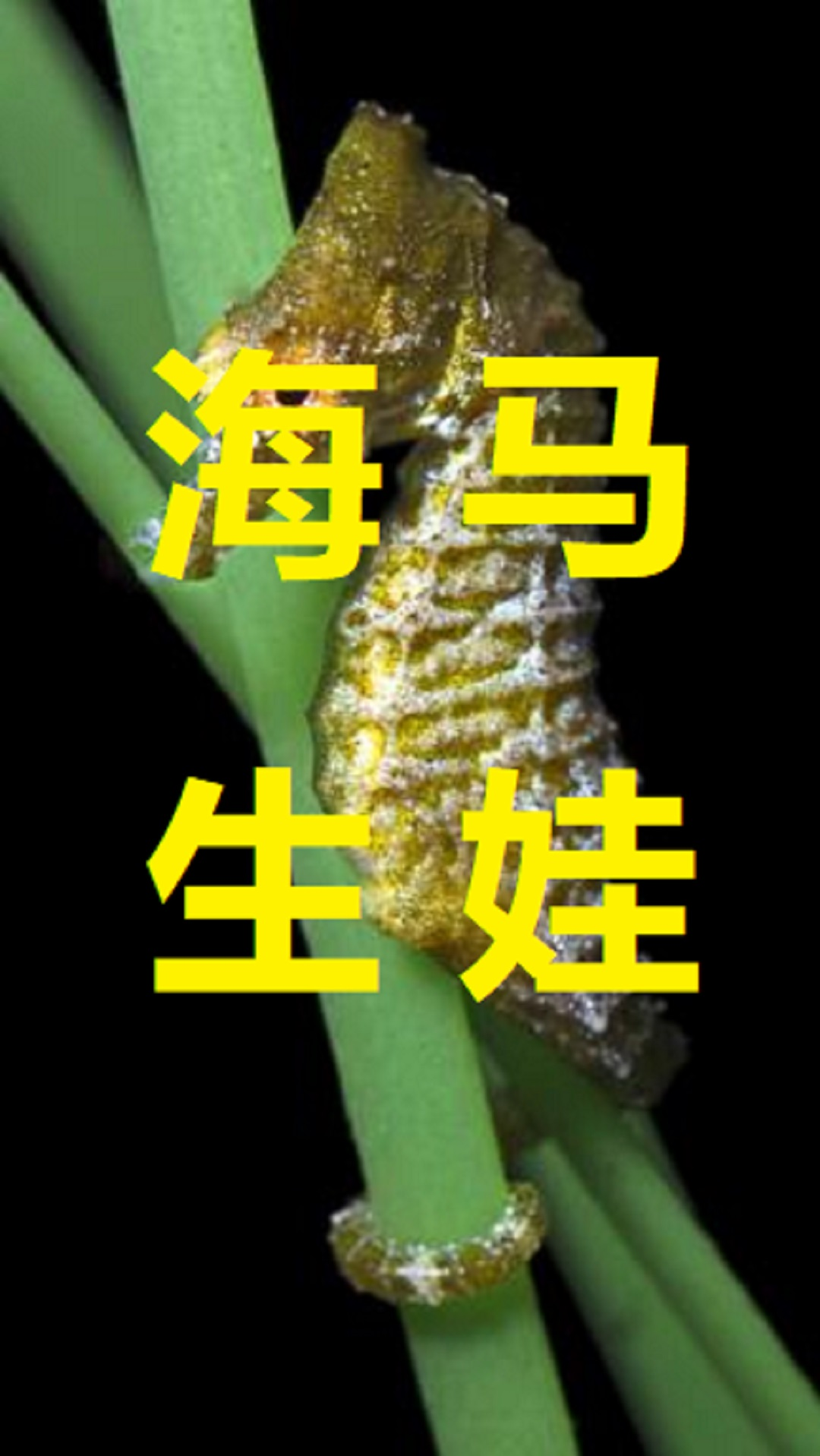 萤火有奖打卡#怀孕的海马爸爸顶着大肚子,喷射式生宝宝,一下喷出拾儋