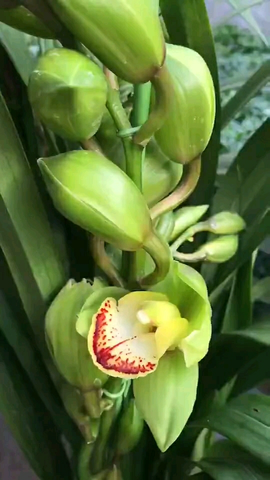 绿色天之骄子大花蕙兰