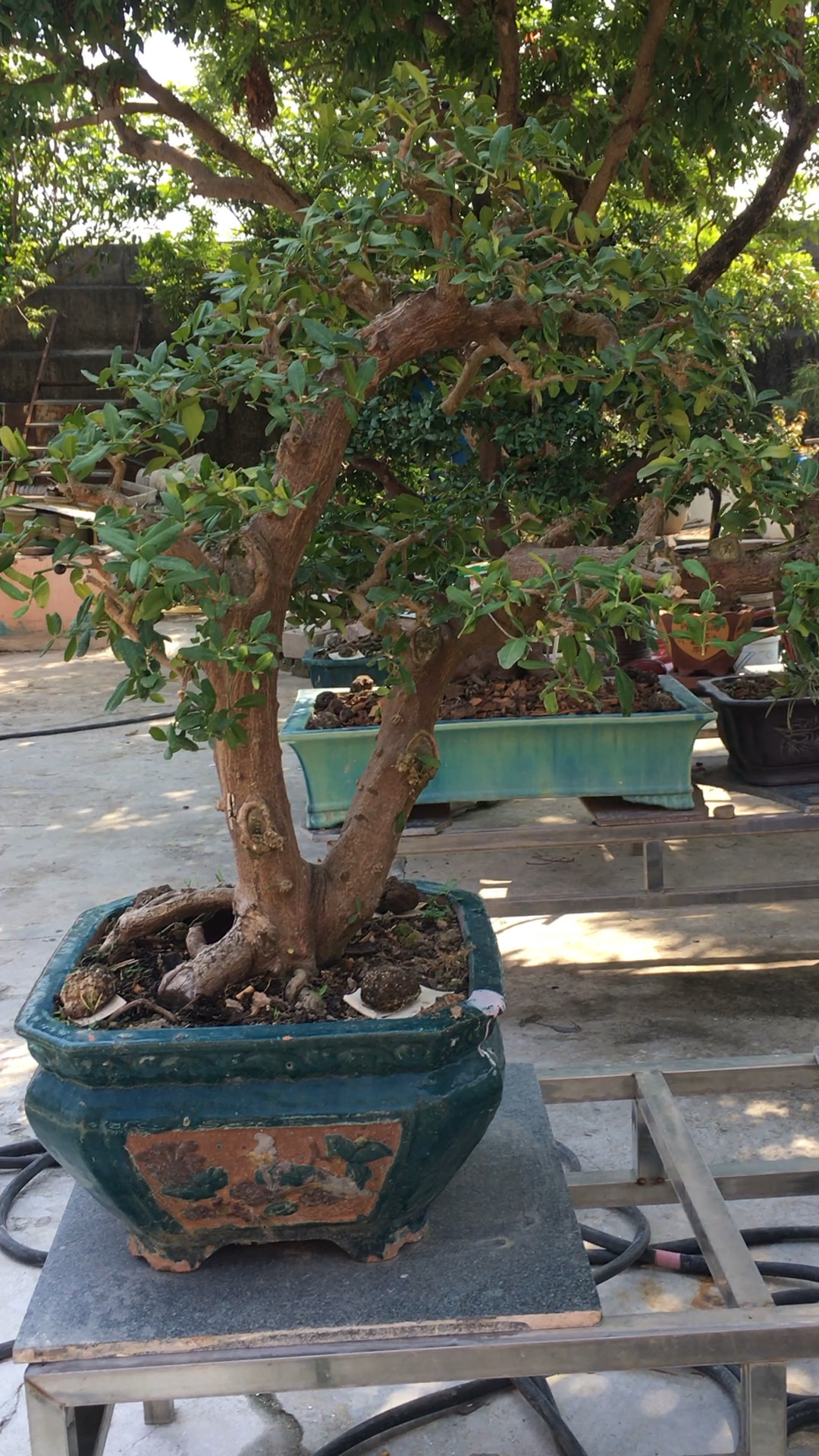 岭南东风桔盆景