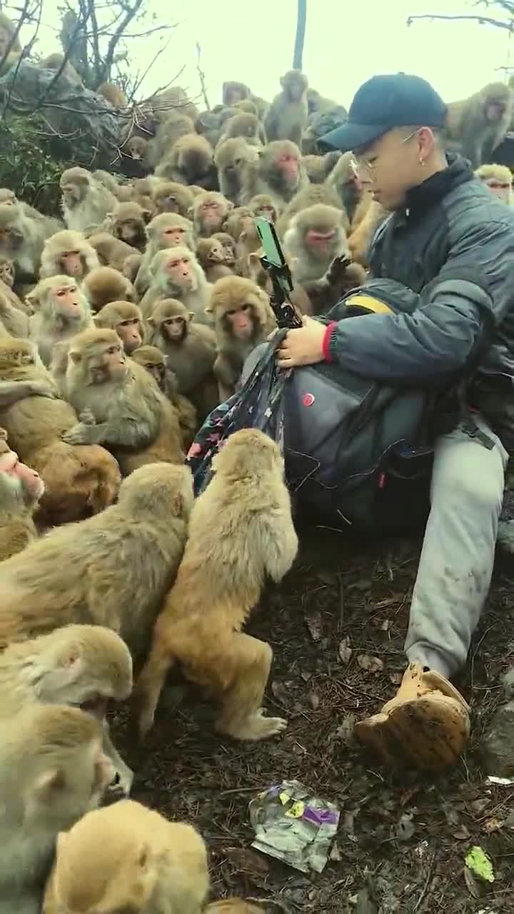 好可爱的一群猴子,如果可以真想生活在这里了