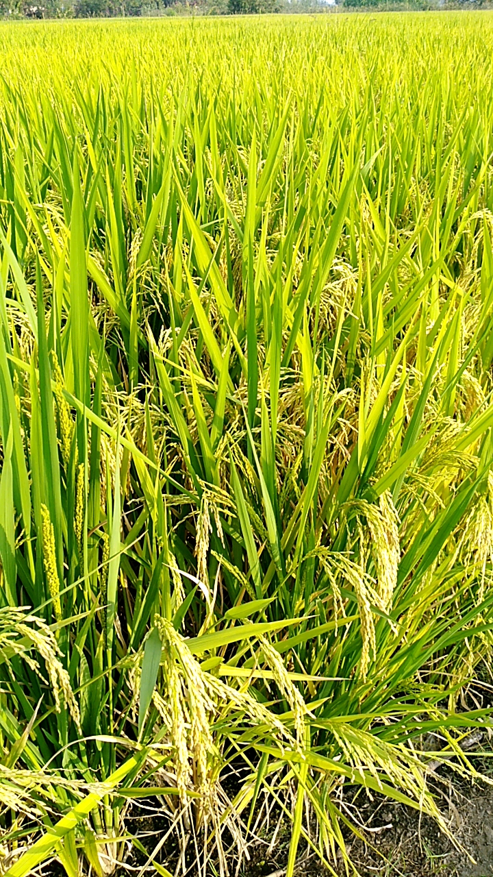 夏天就要这么过#稻子成熟了,又到了丰收季节.