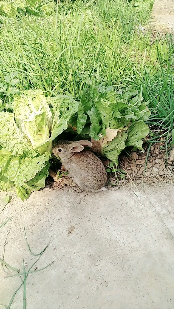 兔子在吃菜
